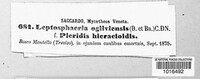 Leptosphaeria ogilviensis image